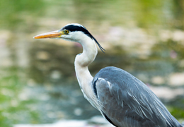 Common Heron