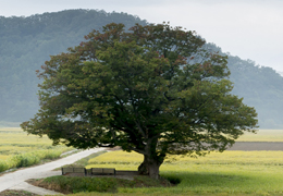 道树 榉树