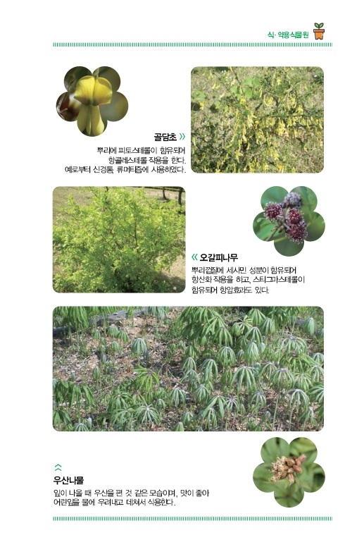 식ㆍ약용식물원
