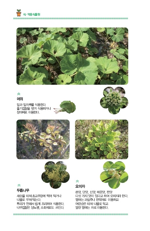 식ㆍ약용식물원