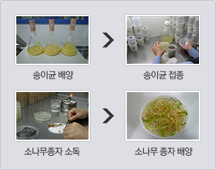 송이균배양→송이균접종, 소나무종자 소독→소나무종자 배양