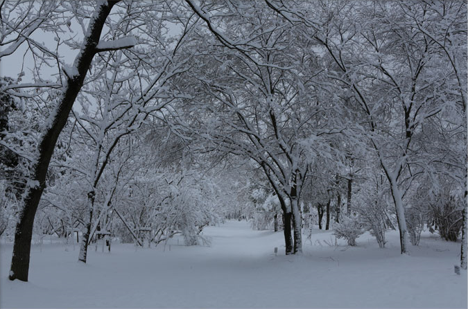 수목전시포 사진4 - 겨울