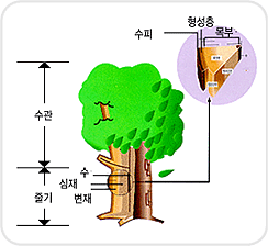 나무는 크게 수관과 줄기로 나눌 수 있고 줄기 세부에는 수, 심재, 변재로 이루어져 있다. 수, 심재, 변재는 수피, 형성층, 목부로 이루어져 있다.