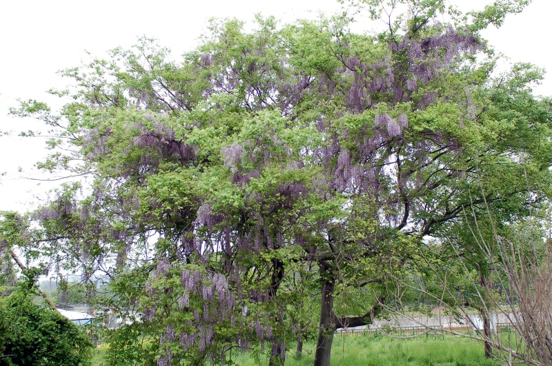 경주 오류리 등나무_2