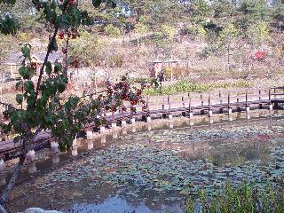 [가을] 소득형생태숲의연못