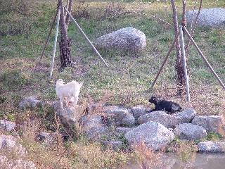 [가을] 야생동물보호센터의 염소들