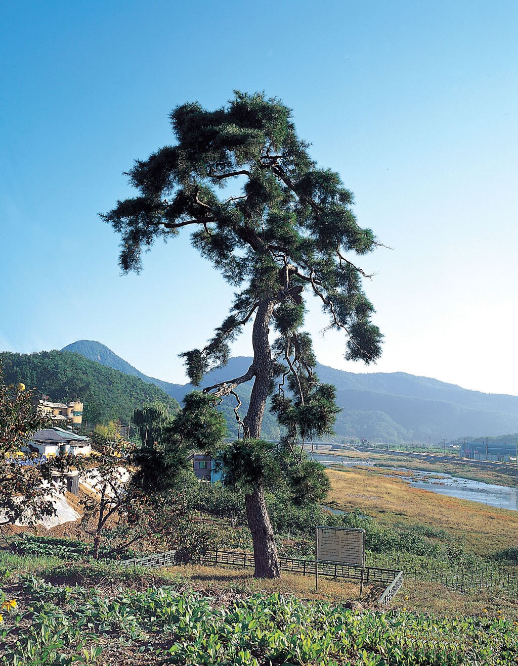 청도 동산리 처진소나무_1