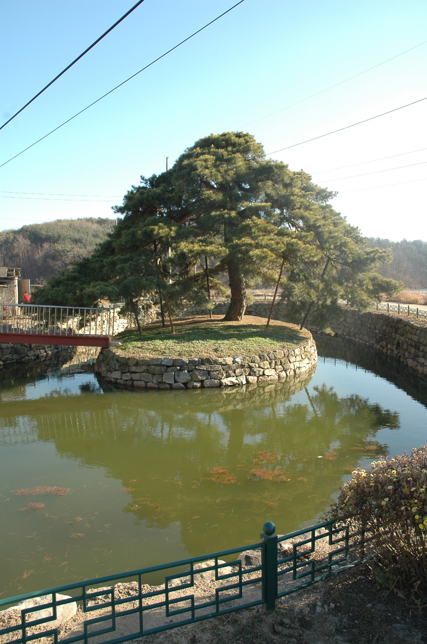 상주 낙화담 소나무_1