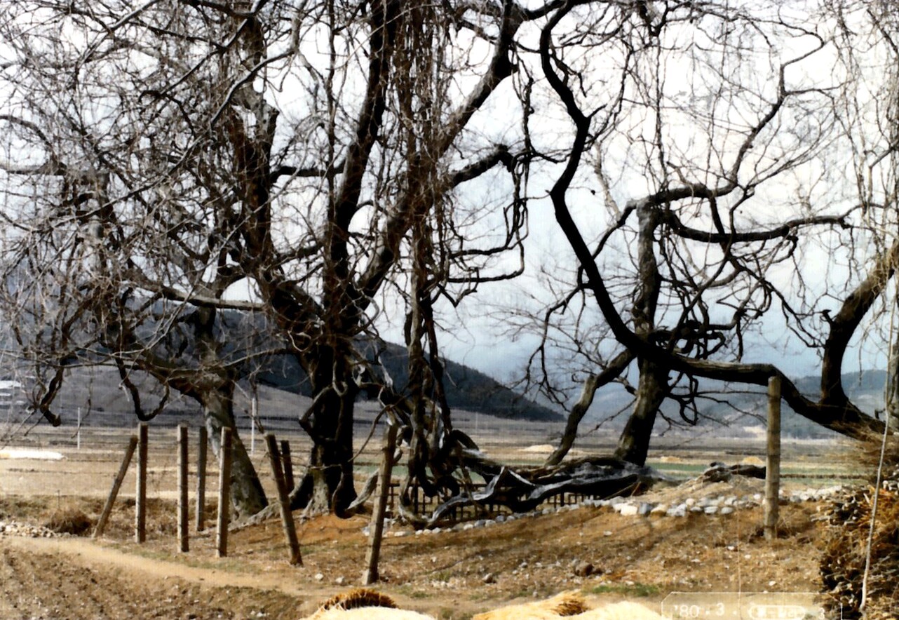 경주 오류리 등나무_1