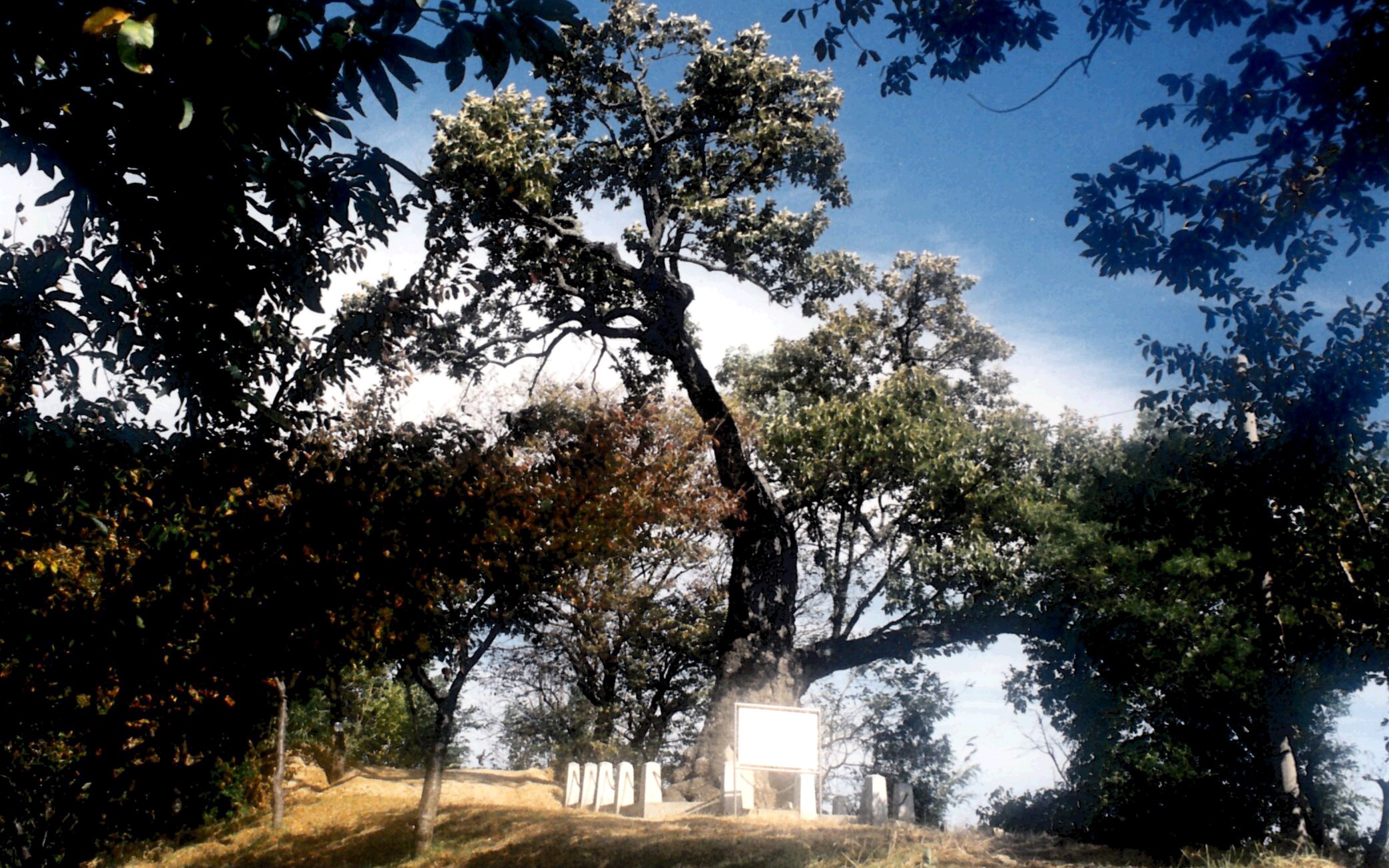 울진 수산리 굴참나무_2