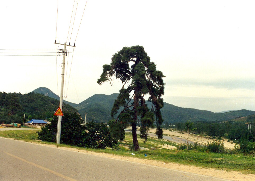 청도 동산리 처진소나무_1