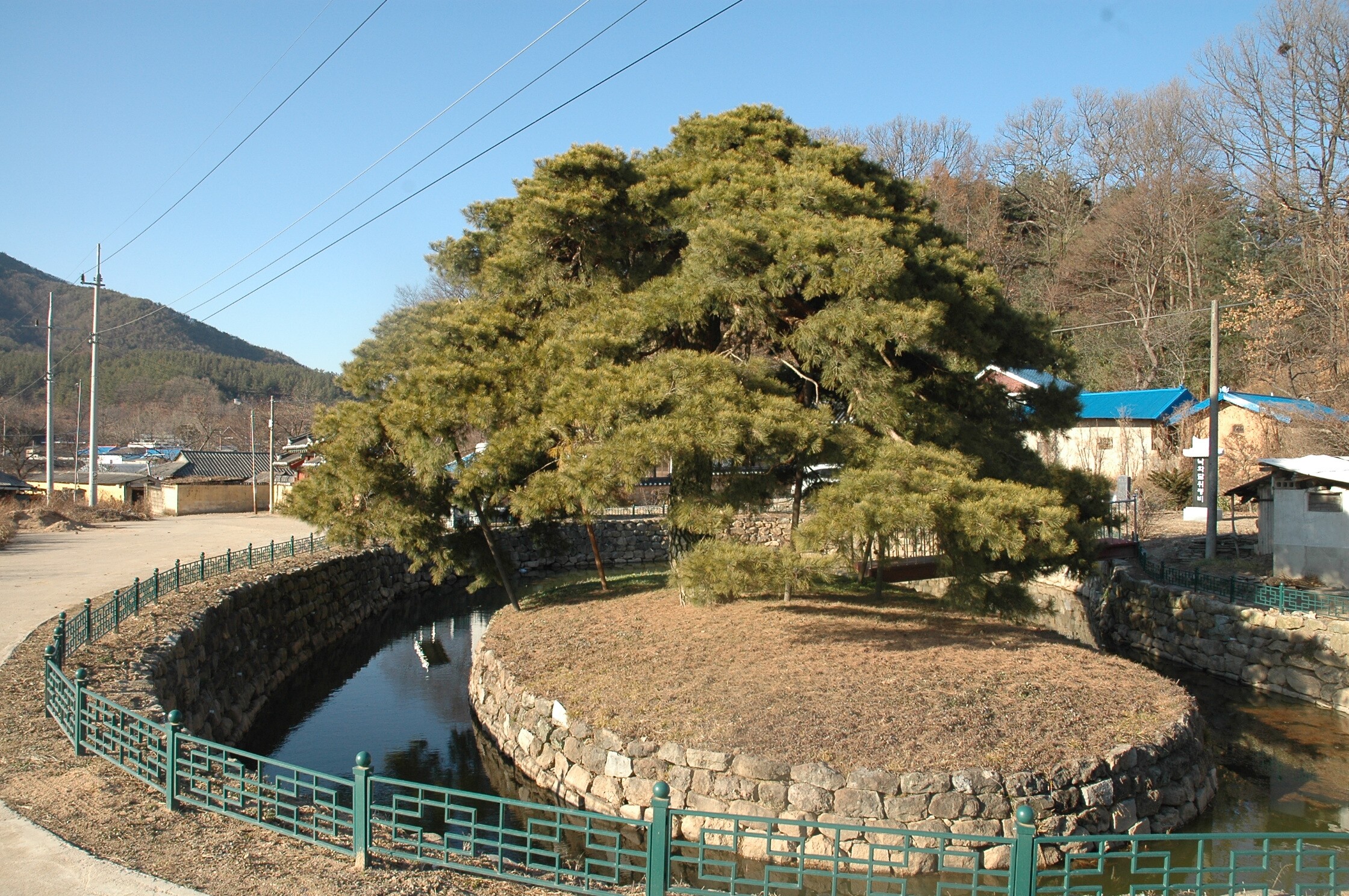 상주 낙화담 소나무_3